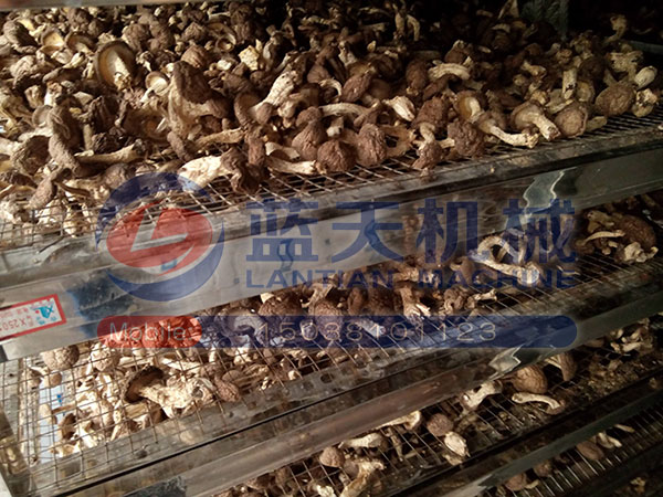 湖北香菇烘干機(jī)用戶現(xiàn)場