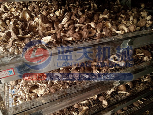 湖北香菇烘干機(jī)用戶現(xiàn)場